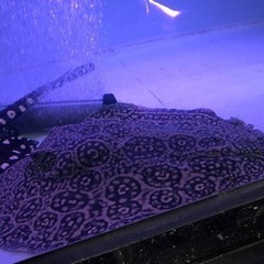 淡水エイ　ヘテロ　約胎盤４５センチメス